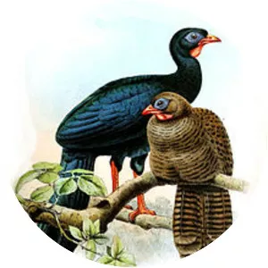 Highland guan