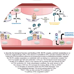 Highmolecularweight kininogen
