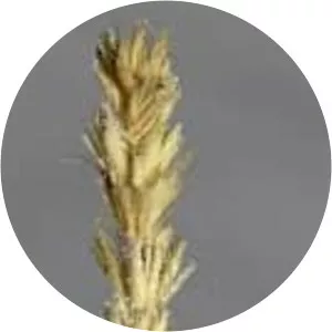 Hilaria rigida - Plants