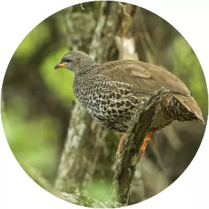 Hildebrandt's francolin - Bird