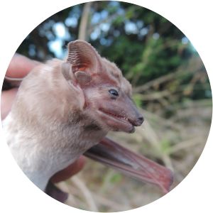 Hildegarde's tomb bat