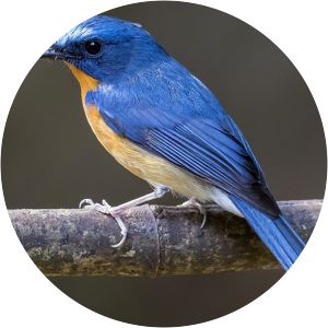 Hill blue flycatcher - Birds