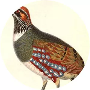 Hill partridge