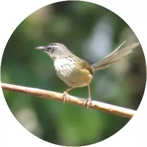 Hill prinia
