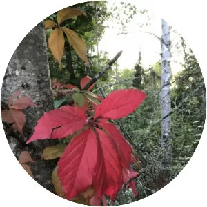 Hill River State Forest - 