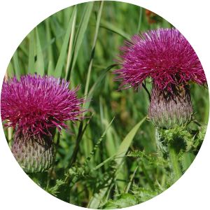 Hill's thistle