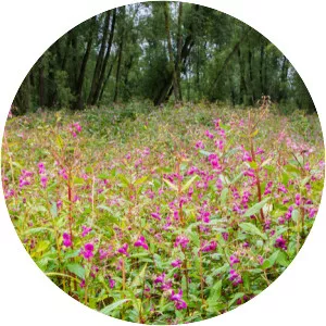 Himalayan balsam