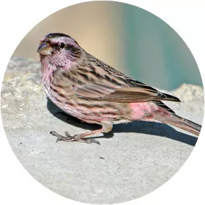 Himalayan beautiful rosefinch