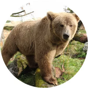 Himalayan brown bear