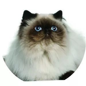 Himalayan cat