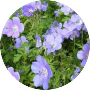 Himalayan crane's-bill - Plants