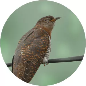 Himalayan cuckoo