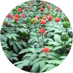 Himalayan ginseng