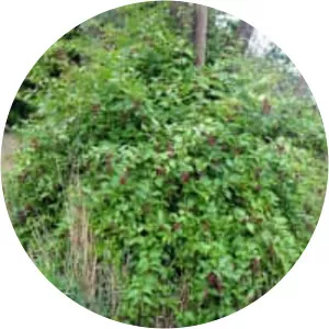 Himalayan honeysuckle - Plants