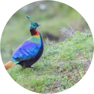 Himalayan monal (Parlak Tavuk)