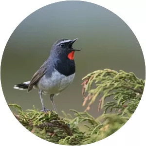 Himalayan rubythroat
