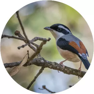 Himalayan shrike-babbler