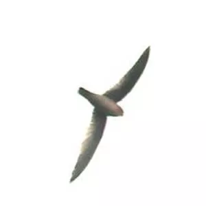 Himalayan swiftlet