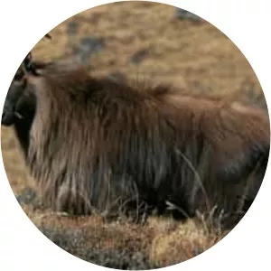 Himalayan tahr - Animal