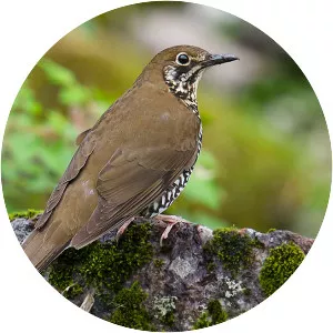 Himalayan thrush
