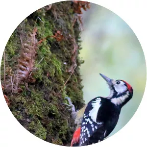 Himalayan woodpecker
