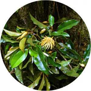 Himantandraceae - Plants