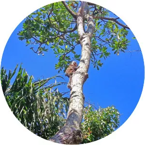 Himatanthus - Plants