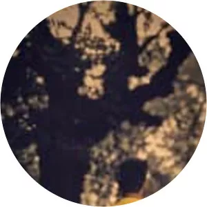 Himu - Fictional character