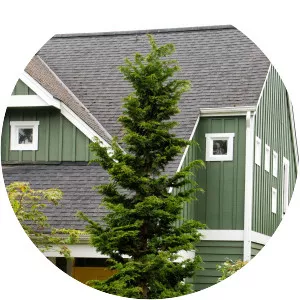 Hinoki cypress - Plants