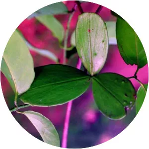 Hippocrateaceae - Plants