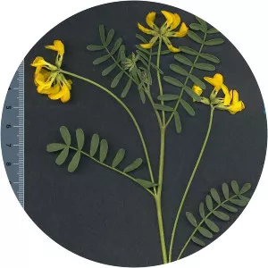 Hippocrepis balearica - 