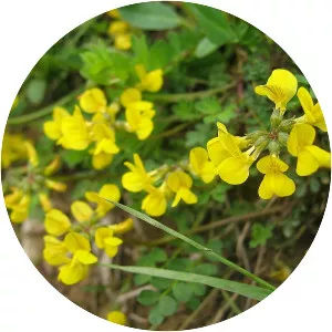 Hippocrepis comosa - Plants