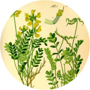 Hippocrepis