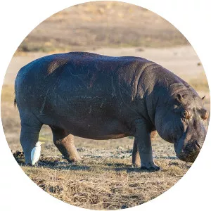 Hippopotamus - Animal