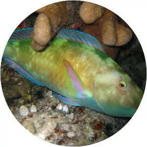 Hipposcarus longiceps