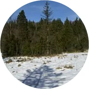 Hirsch Bühl (Hirschbühel)