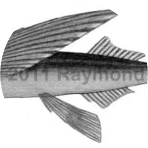 Hirundichthys rondeletii