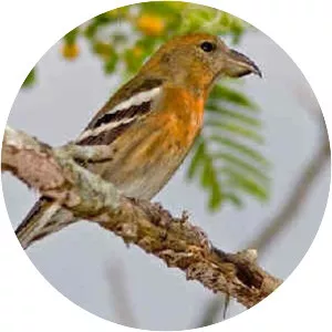 Hispaniolan crossbill