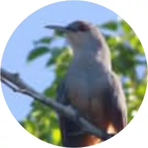 Hispaniolan Lizard-Cuckoo