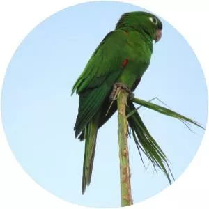 Hispaniolan parakeet
