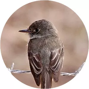 Hispaniolan pewee