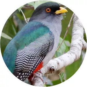 Hispaniolan trogon