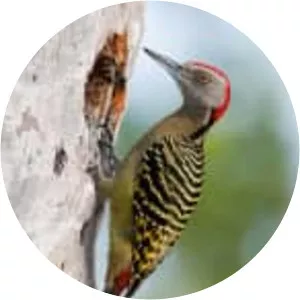 Hispaniolan woodpecker
