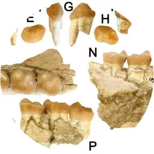 Hispanopithecus laietanus - 