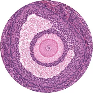 Histology - Field of study