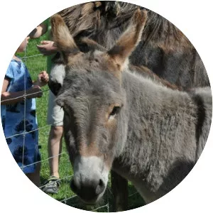 Hjortdal Dyrefarm - Animal park in Fjerritslev, Denmark