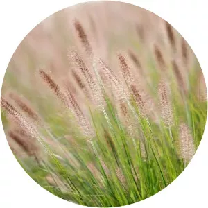 Hoa cỏ may - TV program