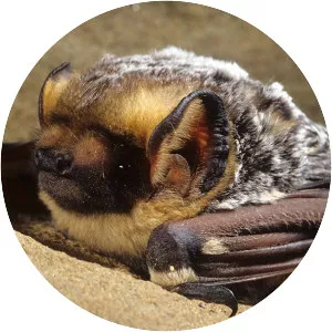 Hoary bat