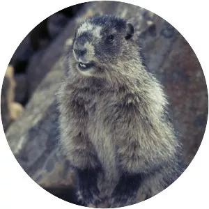 Hoary marmot