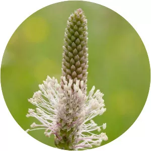 Hoary plantain - Plants
